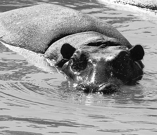 Hippos - Masaï Mara