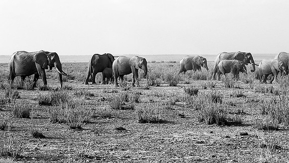 Elephants - Amboseli National Park