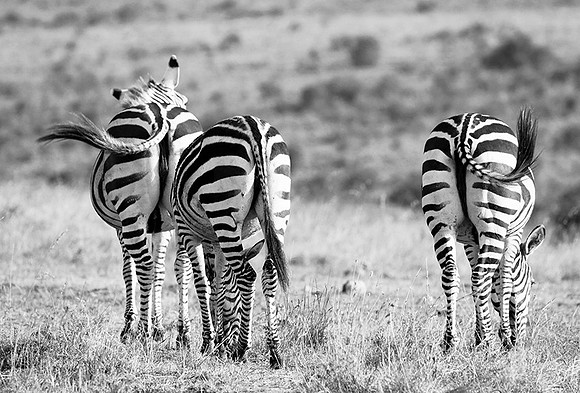Zebras - Nairobi National Park