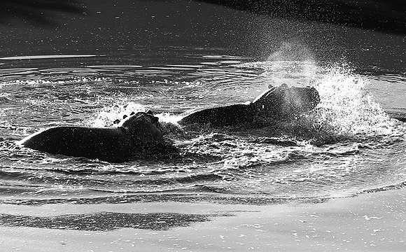 Hippos - Masaï Mara
