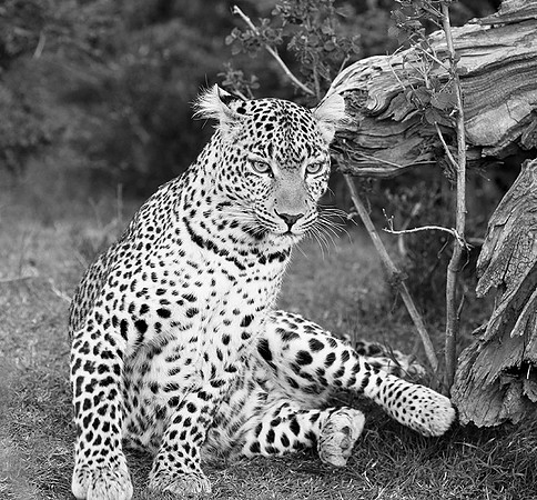 Leopard - Masaï Mara