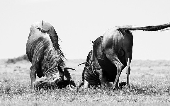 Wildebeest (gnou) - Masaï Mara