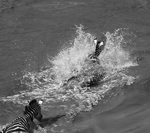 Masaï Mara - crossing the river