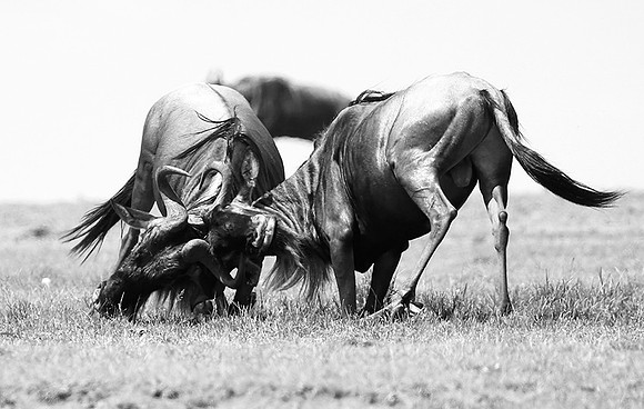 Wildebeest (gnou) - Masaï Mara