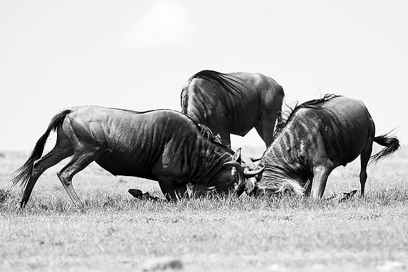 Wildebeest (gnou) - Masaï Mara