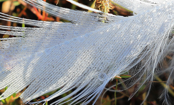 Feathers closeup