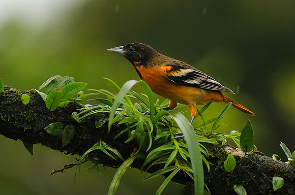 Baltimore oriole (male)