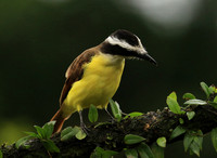 Kiskadees