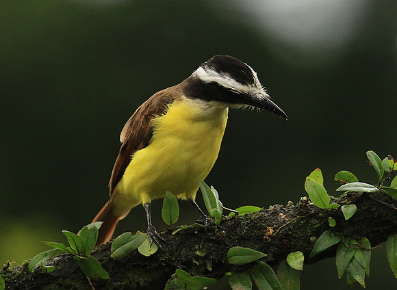 Great kiskadee