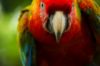 Macaw - ara