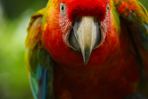 Macaw - ara