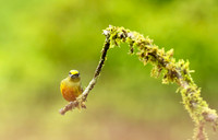 Olive-backed euphonia