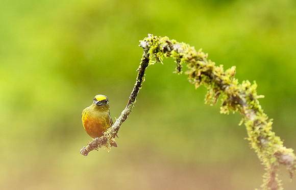 Olive-backed euphonia
