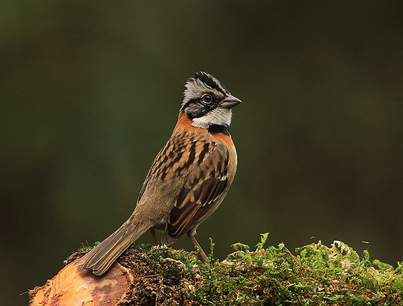 Rufous collared sparrow (bruant chingolo)
