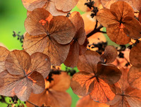 Hydrangea