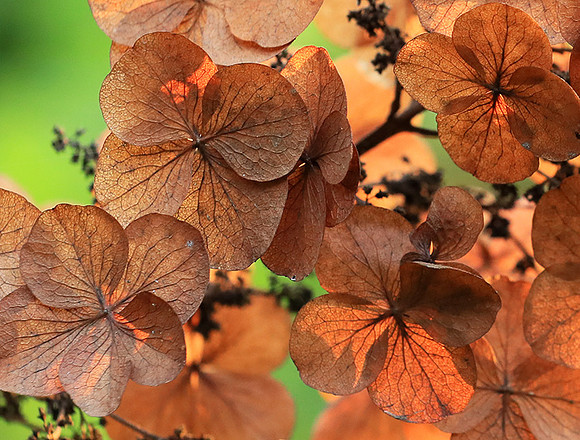 Hydrangea