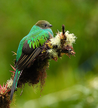 Quetzal female