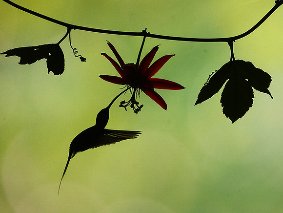 Silhouette