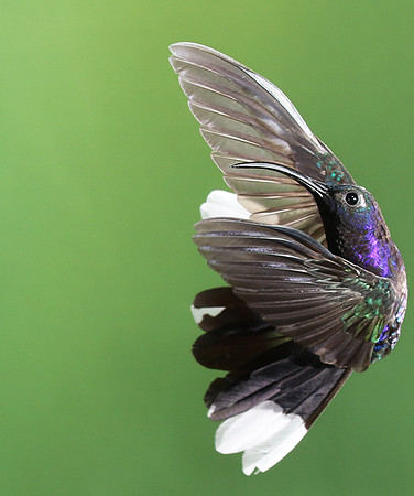 Violet saberwing