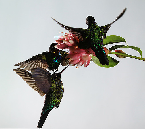 Fiery throated humming bird