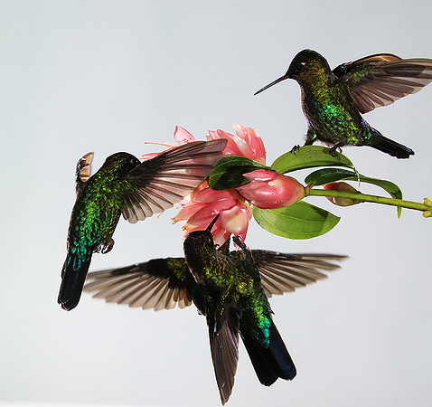 Fiery throated humming bird