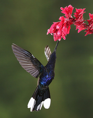 Violet saberwing