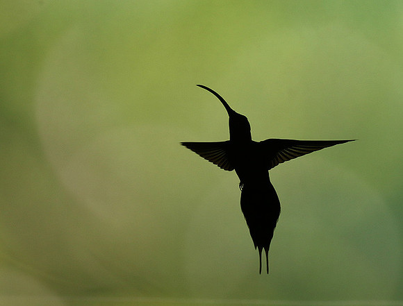 Silhouette