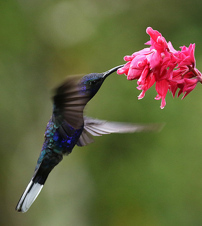 Violet saberwing