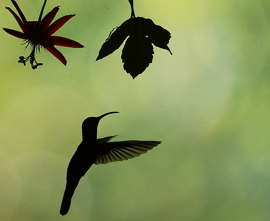 Silhouette