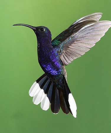 Violet saberwing
