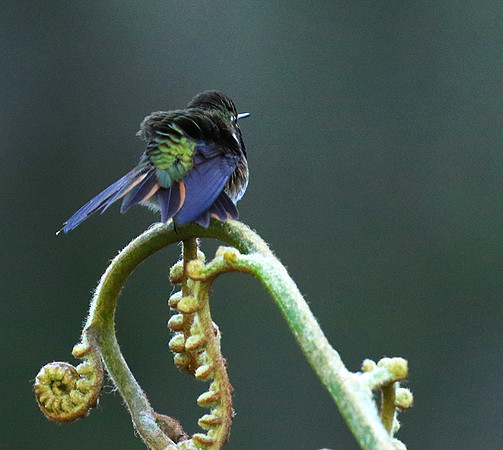 Volcano talamanca (male)