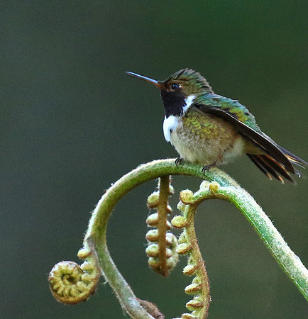 Volcano talamanca (male)