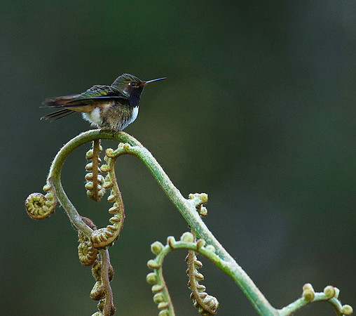 Volcano talamanca (male)