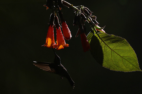 Backlit humming bird
