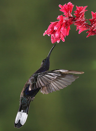 Violet saberwing