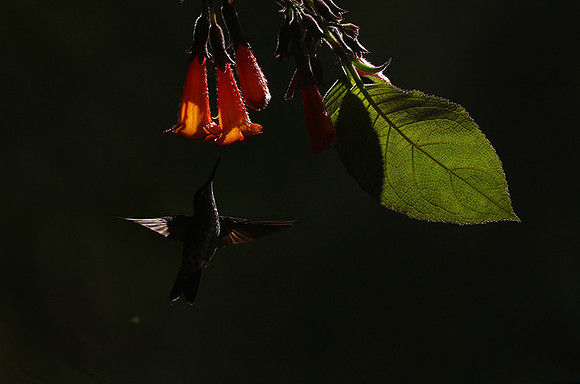 Backlit humming bird