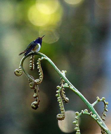 Volcano talamanca (male)