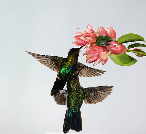 Fiery throated humming bird