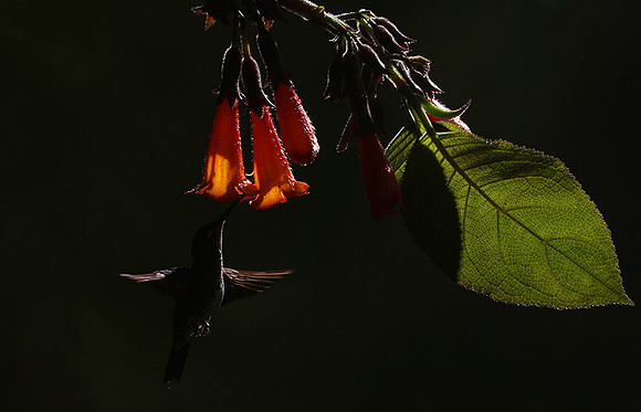 Backlit humming bird