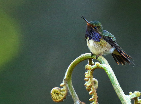 Volcano talamanca (male)