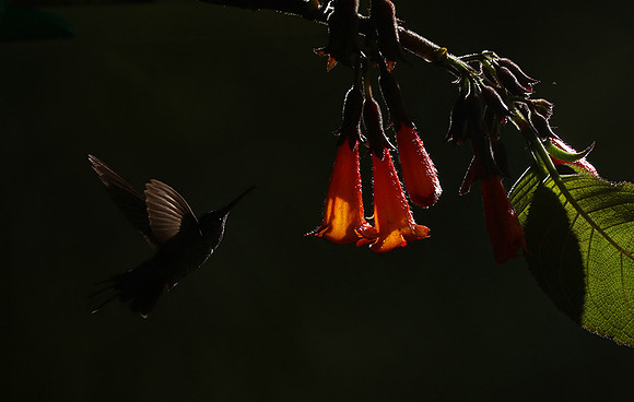 Backlit humming bird