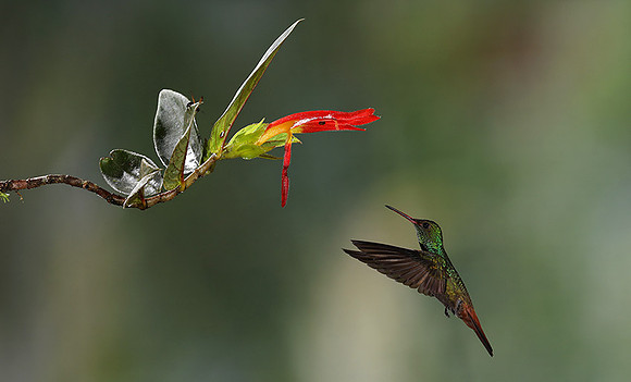 Humming bird