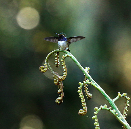 Volcano talamanca (male)