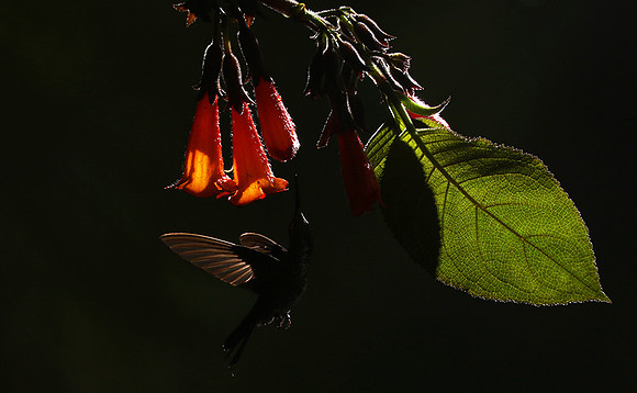 Backlit humming bird