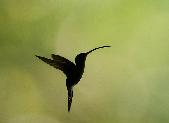 Silhouette