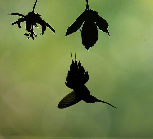 Silhouette