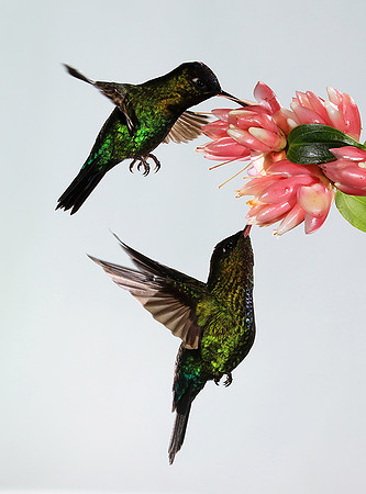 Fiery throated humming bird