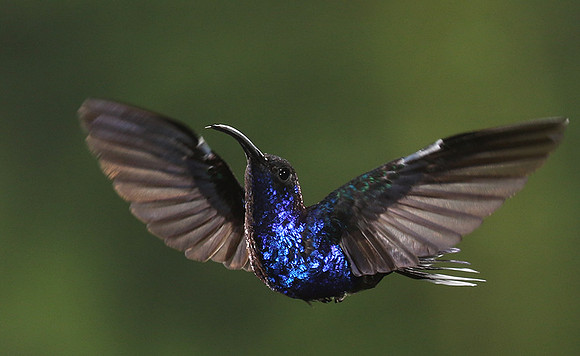 Violet saberwing
