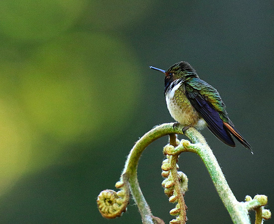 Volcano talamanca (male)
