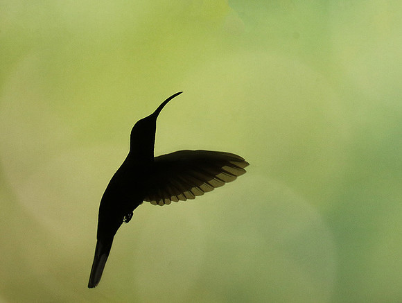 Silhouette